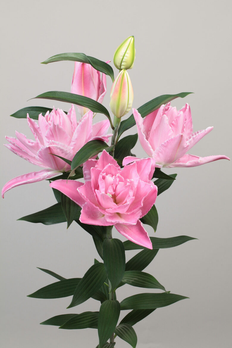  Double Diamond - smaržīgā Austrumu lilija 